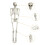 Decorazione di Halloween per esterni con ossa e teschio 5.4 8