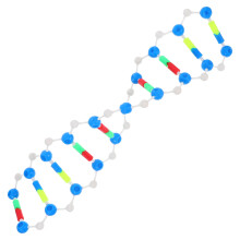 DNA Double Strand Model for Biology Education