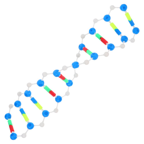 DNA Double Strand Model for Biology Education