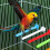 Plastic Bird Stand for Parrots and Parakeets 10-Pack 8