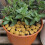 Resin Paving Stones Decorative 20 pcs 1