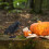 Διακοσμητικό κοράκι για το Halloween από πλαστικό πουλί 4
