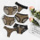 Women's Leopard Print Lace Thong Panties 6-Pack 5
