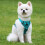 Cat Harness with Leash Plaid Padded Vest Step-in Blue 4