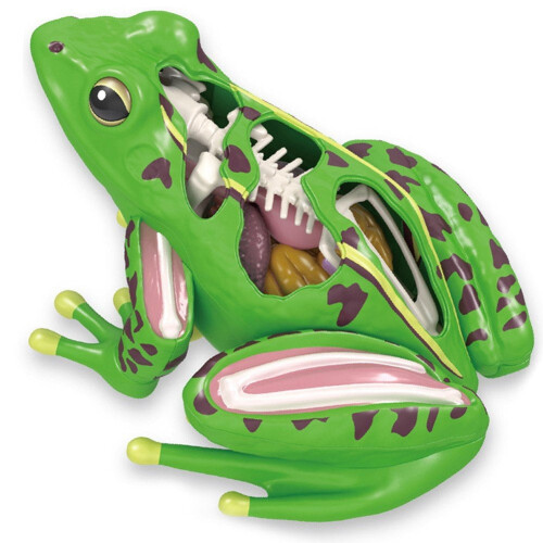 4D Frog Anatomy Model for Biology Education with Detachable