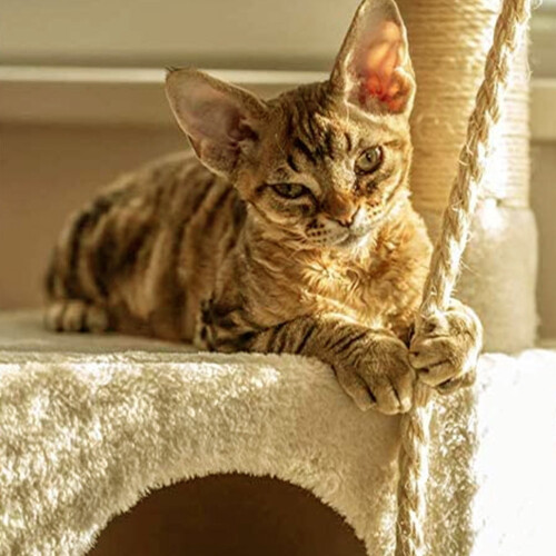 Sisal Rope for Cat Scratching Tree Light Brown 1 pc 25 m 1