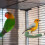 Bird perch sharpening rod for cage 1