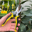 Gartenschere Edelstahl, 3er-Pack, Gelb 1