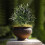 Artificial Olive Topiary Ball Tree 21.65 in UV-Resistant 8