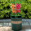 60pcs Stackable Garden Support Rings - Durable Plastic, 10-Layer Flower & Climbing Stakes for Lawn Care 7