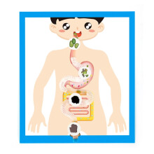 Digestive Organ Anatomy Model for Kids Aged 6+