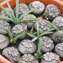 Resin Paving Stones Decorative 20 pcs