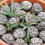 Resin Paving Stones Decorative 20 pcs 1