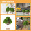 Miniatuur plastic modelbomen, realistisch, groen, 5 stuks 3