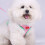 Cat Harness and Leash Set Adjustable Breathable Reflective 4