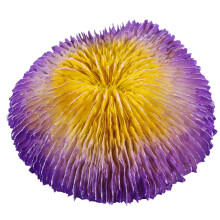 Violetti hartsi koralliriutta koriste akvaarioon Durable1