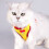 Cat harness and leash set yellow soft adjustable breathable 2