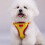 Cat harness and leash set yellow soft adjustable breathable 4