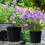 Pots de fleurs souples avec trous de drainage, noirs, taille unique 4
