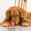 Brinquedo interativo vibratório para cães com anel de LED e conexão USB. 6