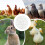 Ball-Shaped Movable Chicken Coop PVC Cage 2 pcs 4
