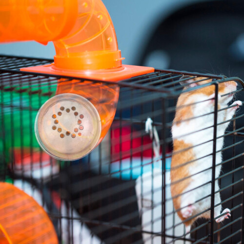 Hamster Tunnel Plugs Transparent 4 Pcs 1