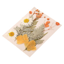 Dried Embossed Flowers for Candle Making and Crafts