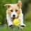 Interactive Dog Toy Rolling Smart Rotary Toy Type-C 4