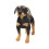 Realistic Dog Plush Toy Interactive 1 Piece 1