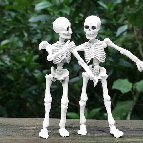 Anatomical Human Skeleton Model Kit for Education