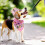 Hundegeburtstagsset mit Halstuch, Hut und Tutu-Rock 5