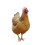 Chicken Helmet Protective Head Cover 2 pcs 3