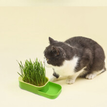 Cat Grass Growing Kit Soilless Hydroponic Pot 1 Pack