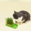 Cat Grass Growing Kit Soilless Hydroponic Pot 1 Pack 1