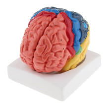 Brain Model with Colored Labeled Regions 2-Part with Base