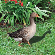Decoraciones de jardín para exteriores, de acrílico, con forma de pato, para arte de jardín, 2 piezas, 10.1 x 12.6 pulgadas.