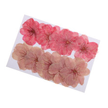 Pressed Dried Cherry Blossom Flowers for Scrapbooking 10