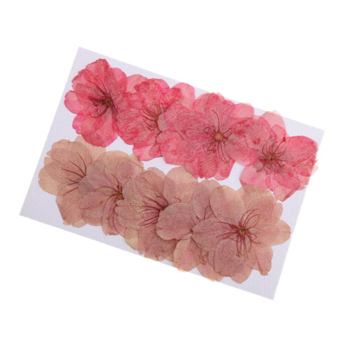 Pressed Dried Cherry Blossom Flowers for Scrapbooking 10