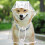 Imperméable transparent intégral pour chien, couverture imperméable, pour petits chiens. 1