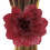 Sheer Peony Flower Curtain Tiebacks for Bedroom 1