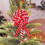 Weihnachtsbaum-Lutscher-Hängeornamente, 12 Stück 1