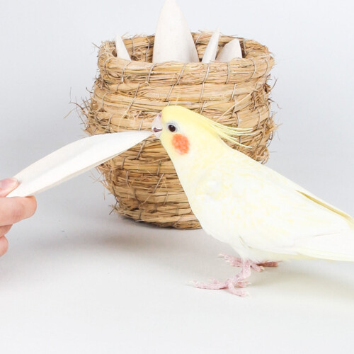 Cuttlefish Bone for Birds and Tortoises 9-12cm
