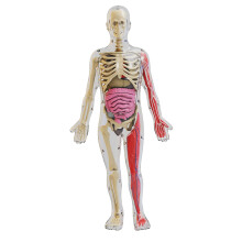Human Body Toy with Removable Organs Teaching Set