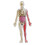 Human Body Toy with Removable Organs Teaching Set 1
