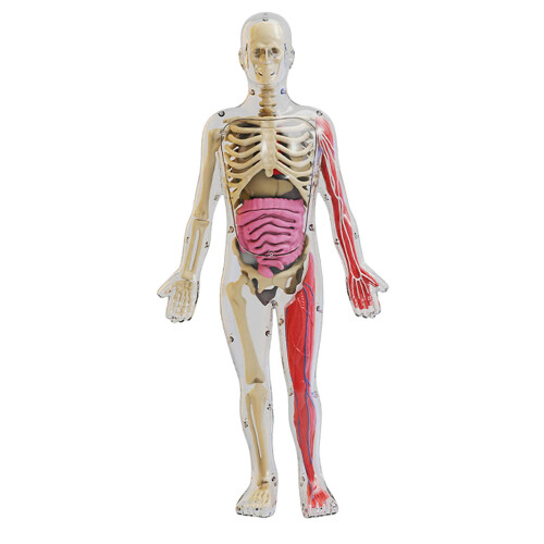 Human Body Toy with Removable Organs Teaching Set
