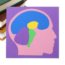 Human Anatomy Puzzle EVA Brain Model for Kids
