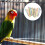 Clip-On Plastic Bird Perches Light Color 20pcs 7