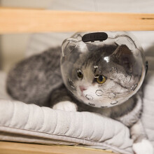 Cat Muzzle for Grooming and Bathing with Ear Design