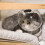 Cat Muzzle for Grooming and Bathing with Ear Design 1