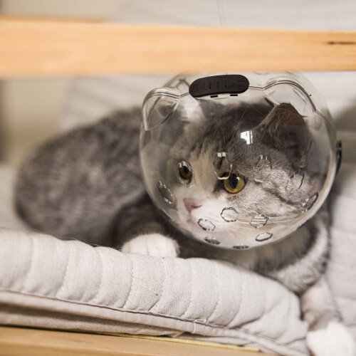 Cat Muzzle for Grooming and Bathing with Ear Design